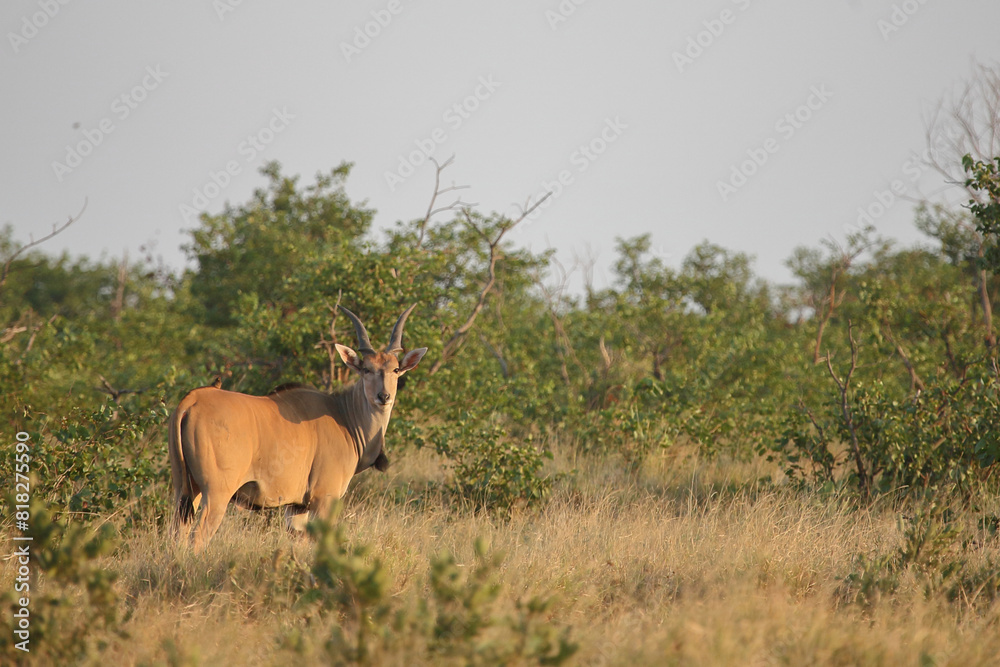 Fototapeta premium Elenantilope / Eland / Taurotragus oryx