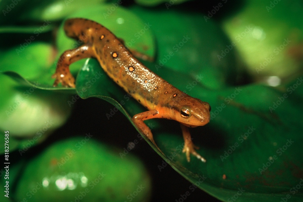 Obraz premium Newt On A Leaf