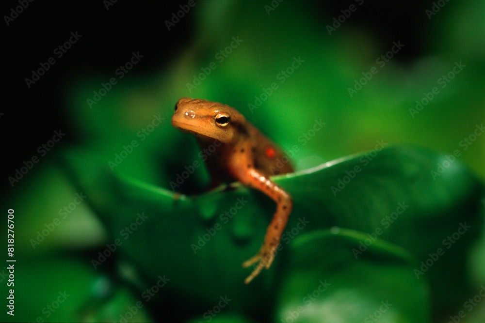 Obraz premium Newt On Leaf