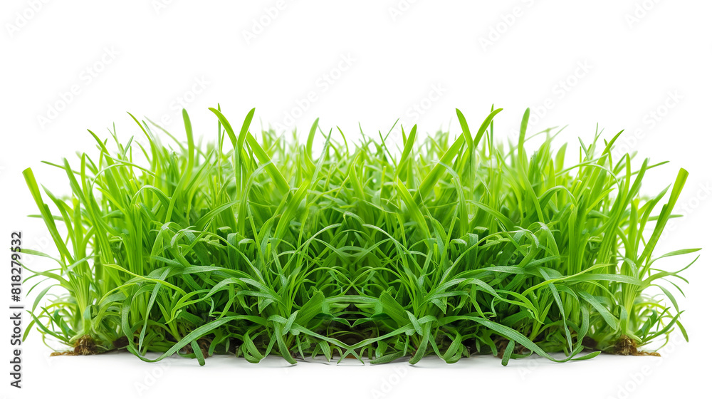 green grass isolated on a transparent background green grass isolated on a transparent background
