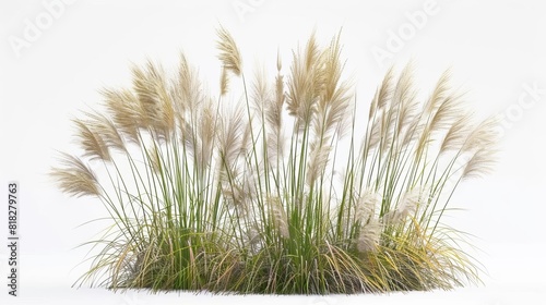 miscanthus sinensis ornamental grass bush isolated on white realistic 3d render illustration