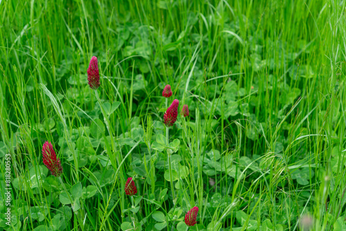 Crimson clover (Trifolium incarnatum) photo