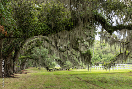Avenue of the Oaks in Beaufort, South Carolina. photo