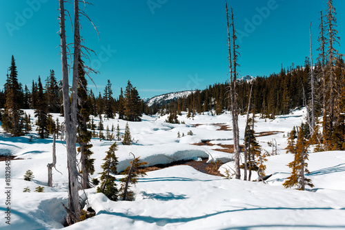 Strathcona valley, in spring photo