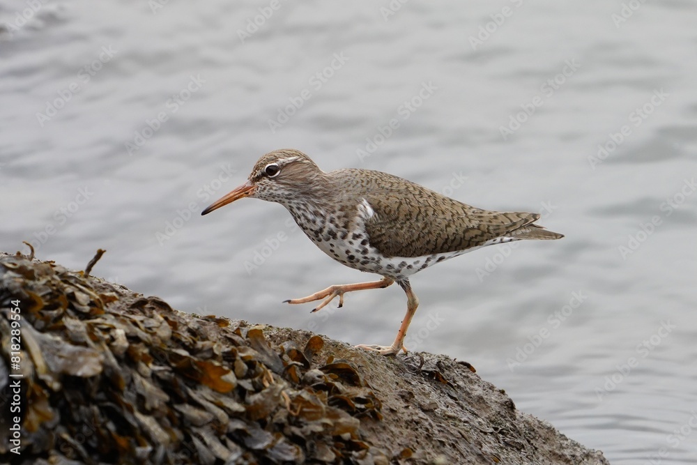 The spotted sandpiper (Actitis macularius) is a small shorebird. The spotted sandpiper (Actitis macularius) is a small shorebird.