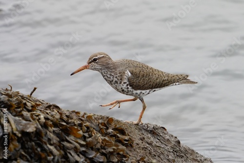 Quadro em tela The spotted sandpiper (Actitis macularius) is a small shorebird.