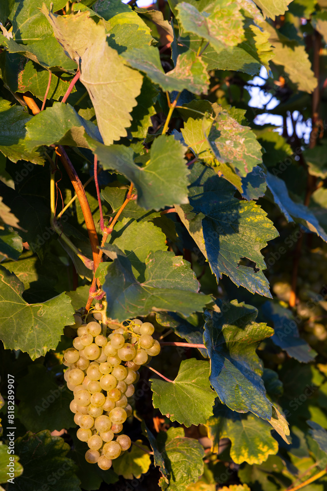 Fototapeta premium Grapes in Tokaj region, Great Plain, Hungary