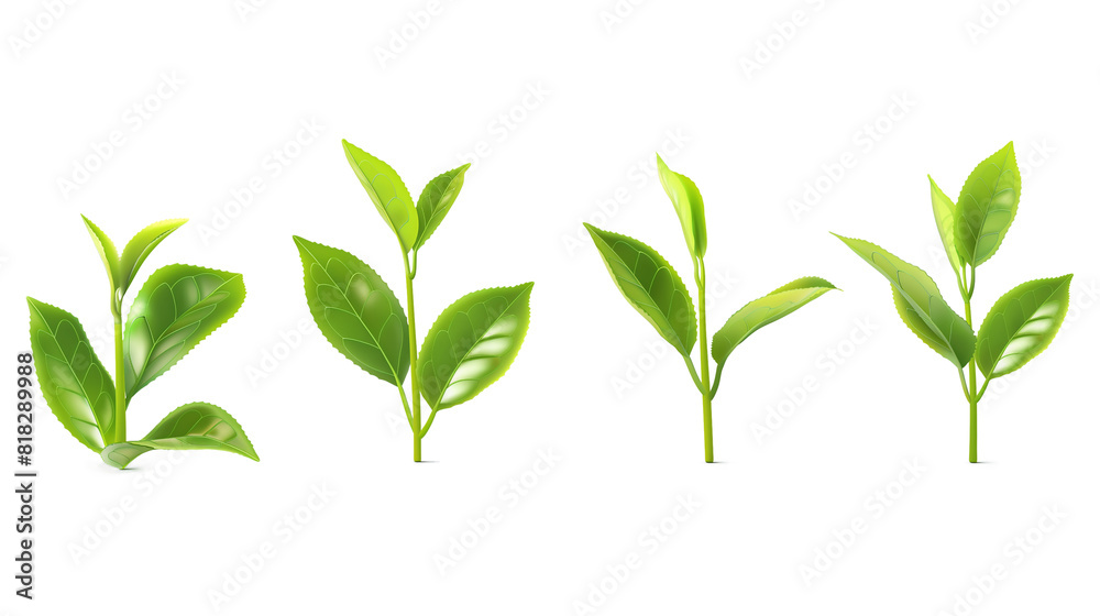 Obraz premium Set of realistic green tea leaves and sprouts isolated on a transparent background