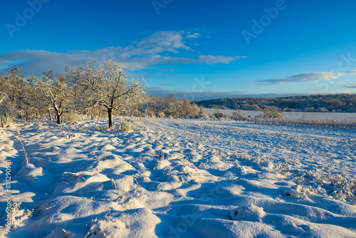 Landscape near Hnanice, NP Podyji, Southern Moravia, Czech Republic photo