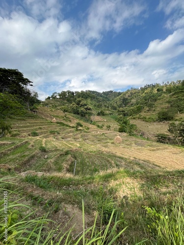 landscape with grass