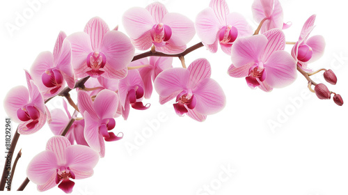 Stunning Pink Orchid Flowers in Full Bloom isolated on a transparent background