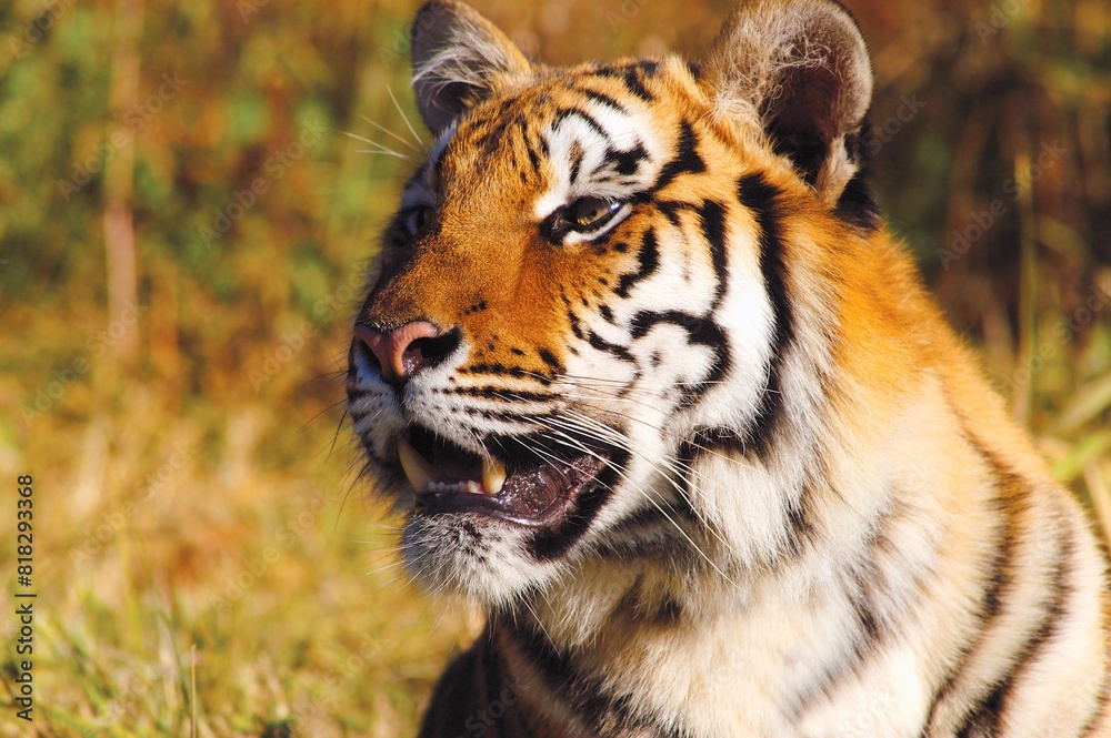 Tiger Head Shot