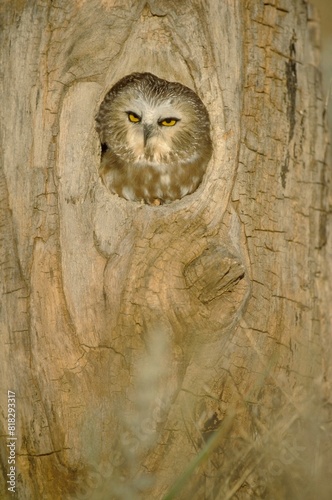 Saw Whet Owl In Hollow Tree photo