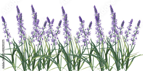 Set of collection lavender isolated on White Background. Grass and flowers in watercolor style.