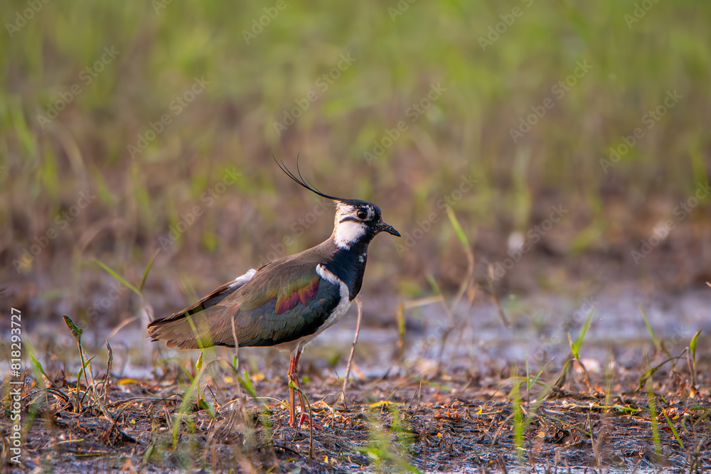 Lapwing looking for food in shallow water. Lapwing looking for food in shallow water.