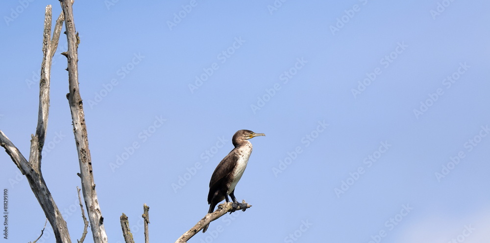 Obraz premium cielo e cormorano