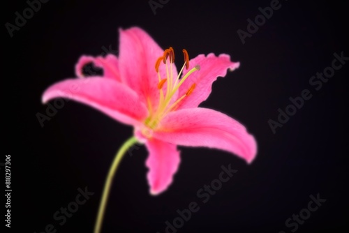 Lily Against Black Background