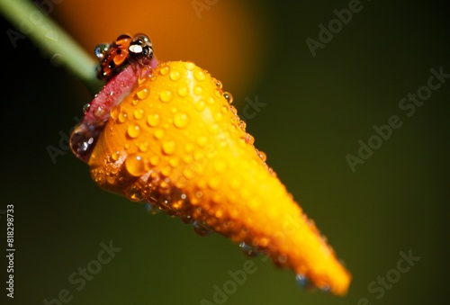 Lady Bug On Flower With Dew Drops photo