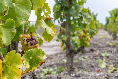 Obraz na płótnie Typical grapes with botrytis cinerea for sweet wines, Sauternes, Bordeaux, Aquit