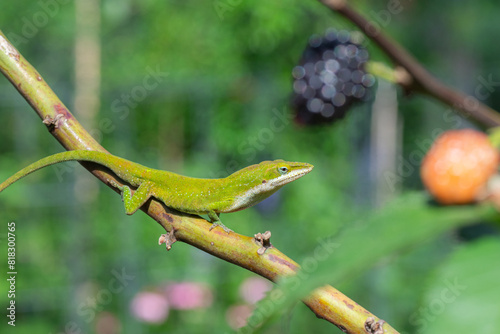 Anolis carolinensis is a green lizard native to subtropical southeastern areas of North America.