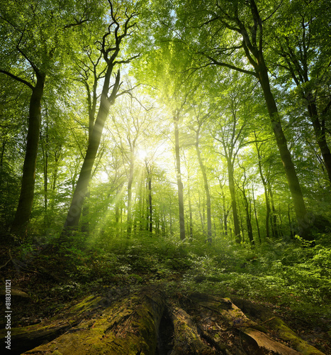 Painterly beech forest scenery with the luminous sun shining through the green foliage. With timber as leading lines. 