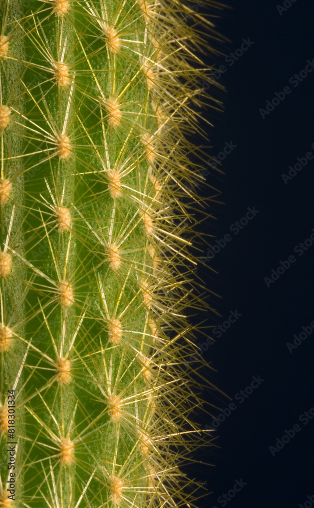 Cactus Cactus