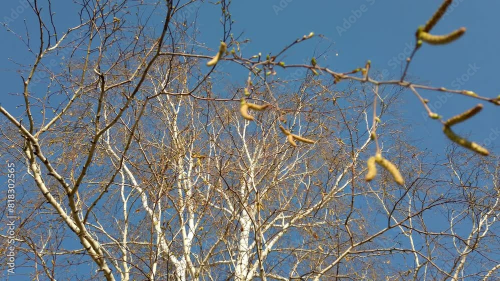 A leafless tree stands starkly against a clear blue sky. A leafless tree stands starkly against a clear blue sky.