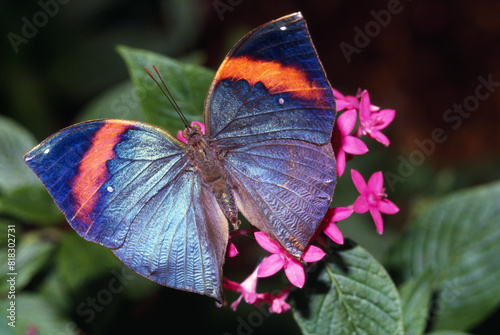 Dead Leaf Butterfly photo