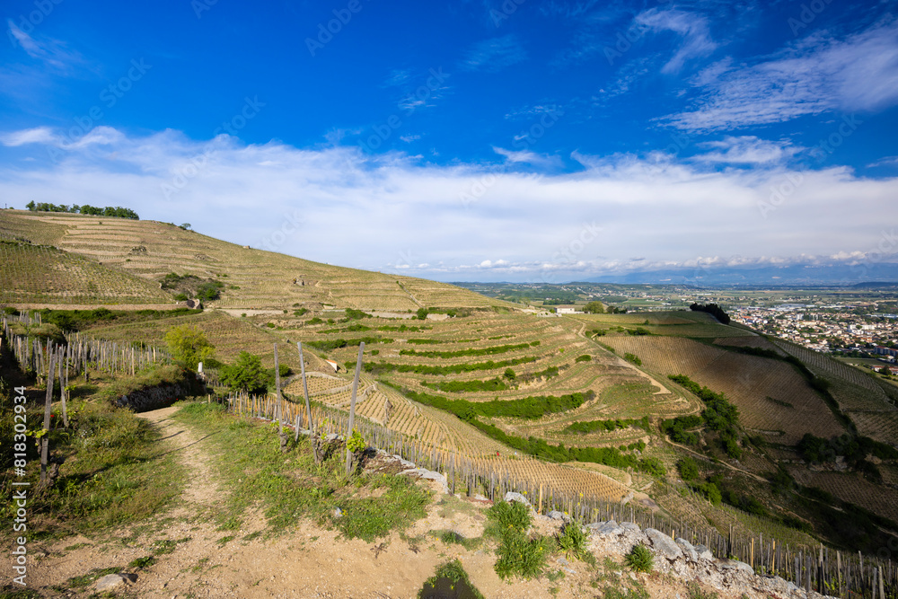 Fototapeta premium Grand cru vineyard, Tain l'Hermitage, Rhone-Alpes, France