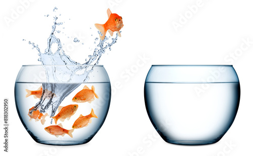 Goldfish escape chance concept isolated on whiter background. fish thinking out of the box and jumping out of  bowl photo