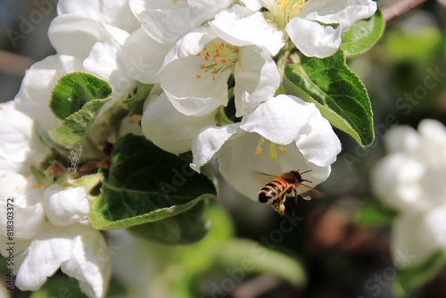 gardens bloom on a sunny day