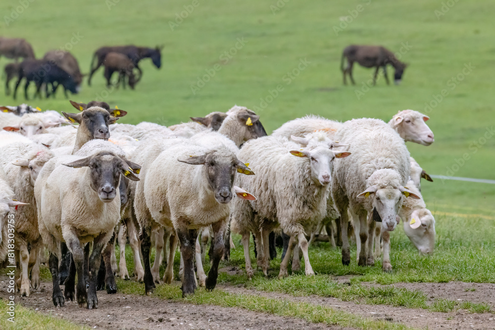 Obraz premium Sheep herd in National park Muranska Planina, Slovakia