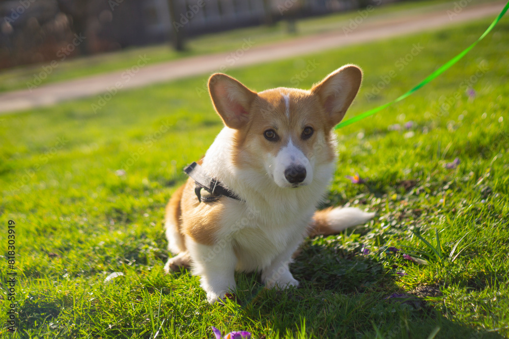 Corgi Puppy Corgi Puppy