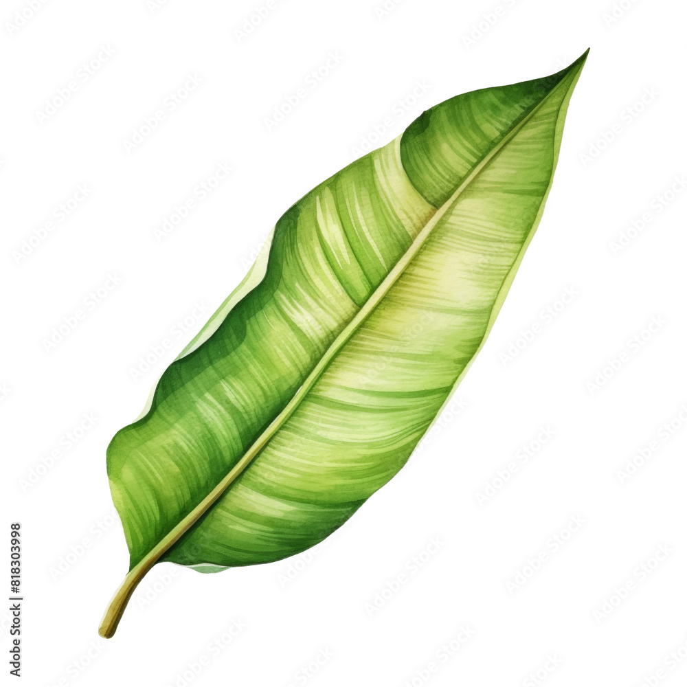 Banana Leaf, Tropical Leaf Illustration. Watercolor Style. AI Generated Banana Leaf, Tropical Leaf Illustration. Watercolor Style. AI Generated