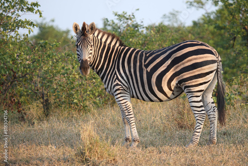 Steppenzebra   Burchell s zebra   Equus quagga burchellii