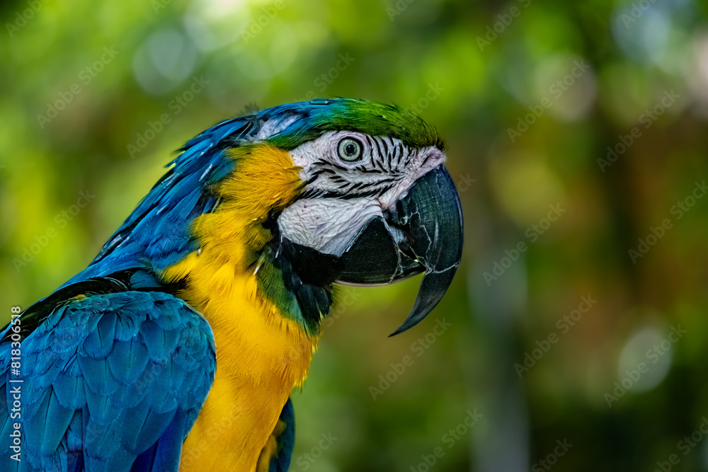 Blue and golden Macaw side view in the desert zoo Blue and golden Macaw side view in the desert zoo