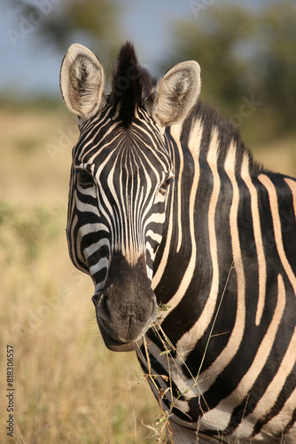 Steppenzebra   Burchell s zebra   Equus quagga burchellii