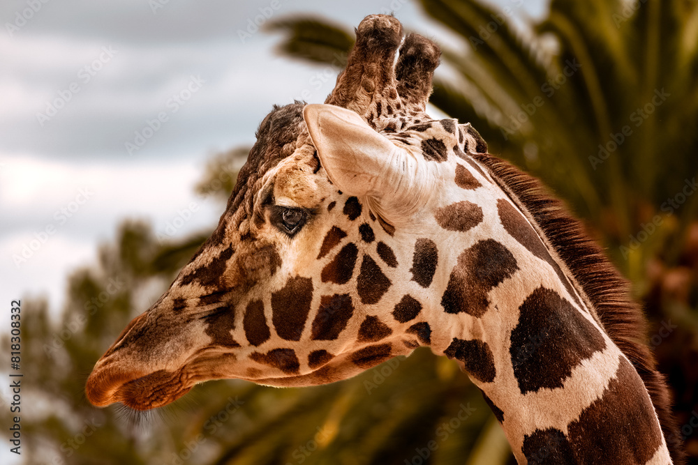 Obraz premium Giraffe in a desert zoo, lateral view of the head