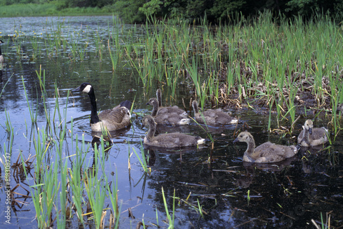 Canada Goose & Goslings photo