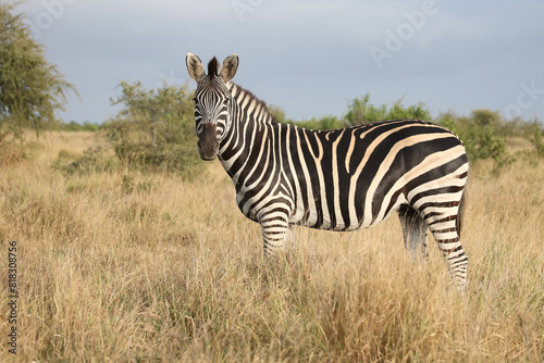 Steppenzebra / Burchell's zebra / Equus quagga burchellii © Ludwig