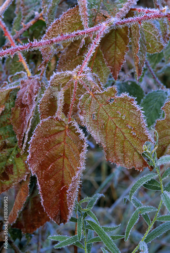 Frost On Blackberry Bush photo