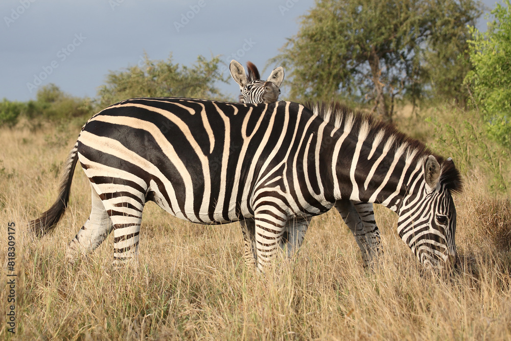 Steppenzebra / Burchell's zebra / Equus quagga burchellii. Steppenzebra / Burchell's zebra / Equus quagga burchellii.