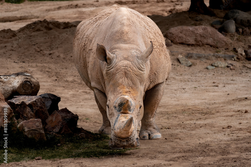 Fototapeta premium Rhino general shot at the zoo, full body, front view 
