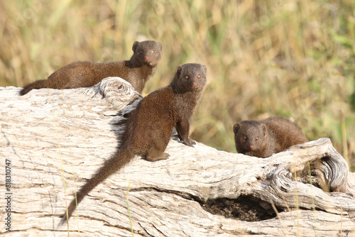 Südliche Zwergmanguste / Dwarf mongoose / Helogale parvula photo