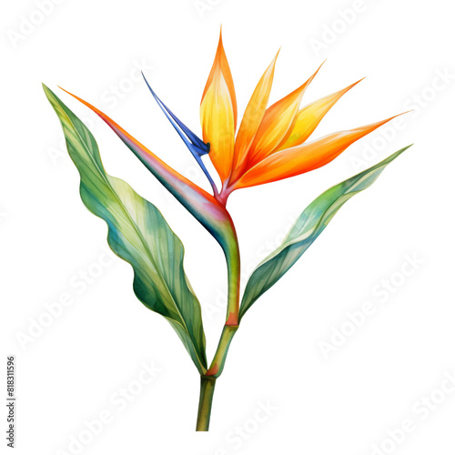 Bird of Paradise, Tropical Flower Illustration. Watercolor Style. AI Generated