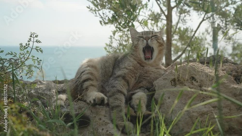 A Striped Street Cat Lies on a Rock and Yawns Widely, Showing Its Fangs. Slow Motion.