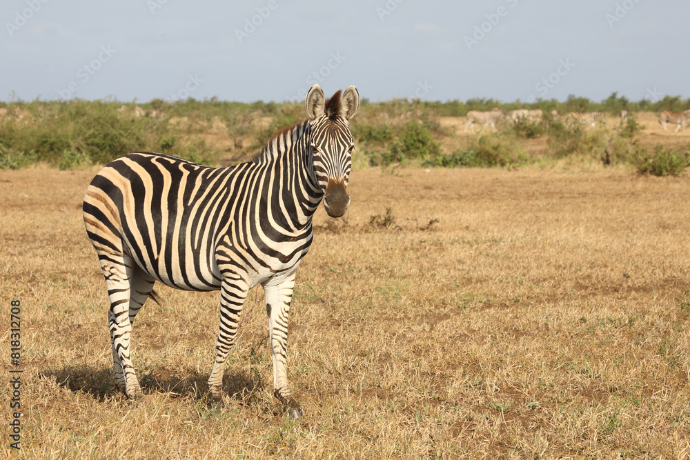 Naklejka premium Steppenzebra / Burchell's zebra / Equus quagga burchellii