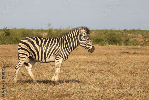 Steppenzebra   Burchell s zebra   Equus quagga burchellii