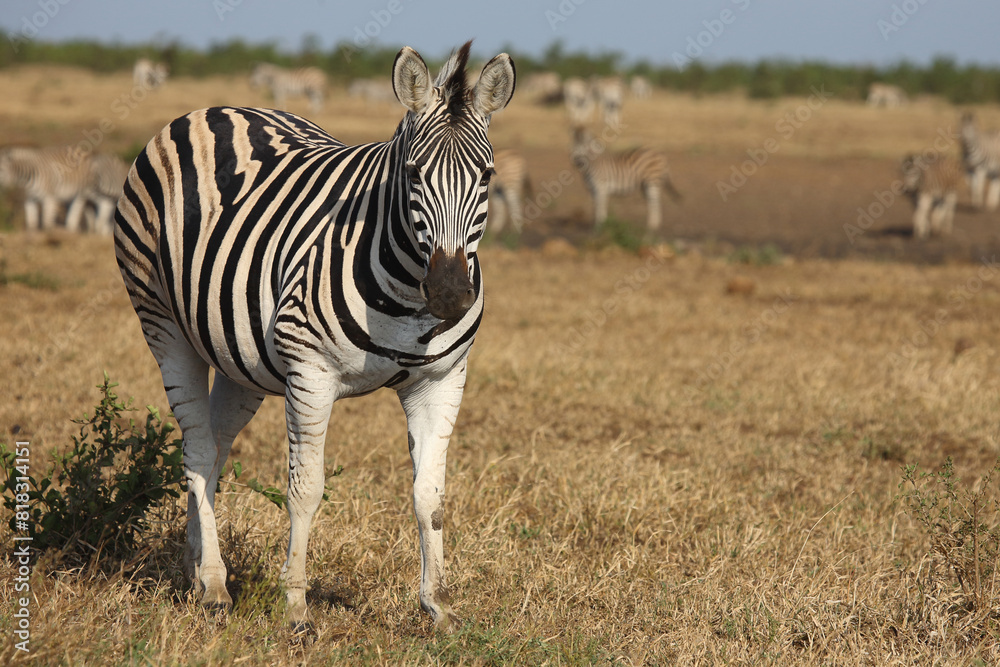 Naklejka premium Steppenzebra / Burchell's zebra / Equus quagga burchellii