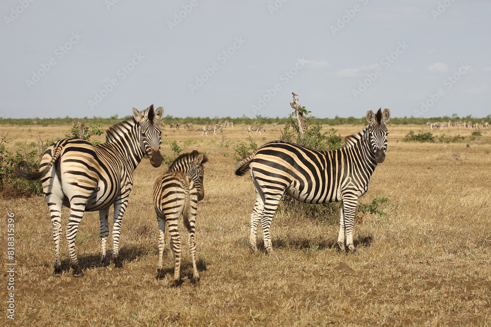 Obraz premium Steppenzebra / Burchell's zebra / Equus quagga burchellii.